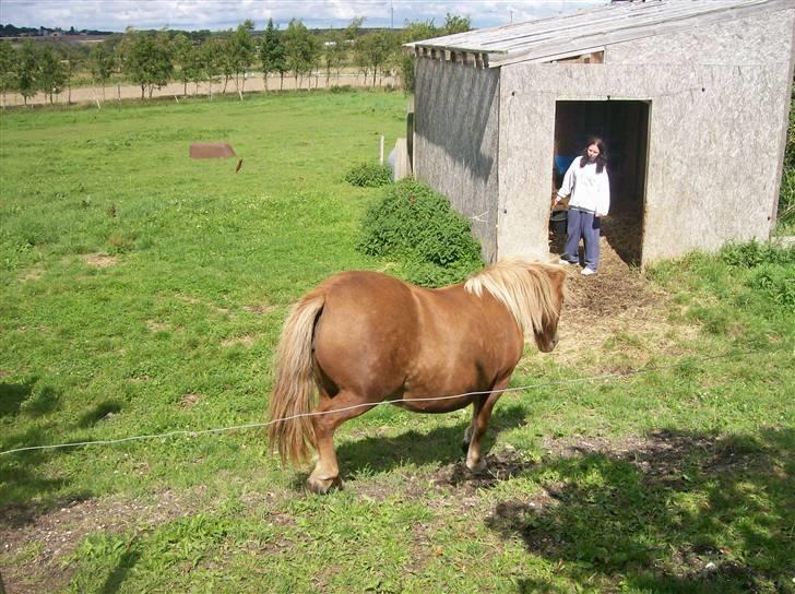 Shetlænder Pisling - Jaja, kommer nu, mor billede 4