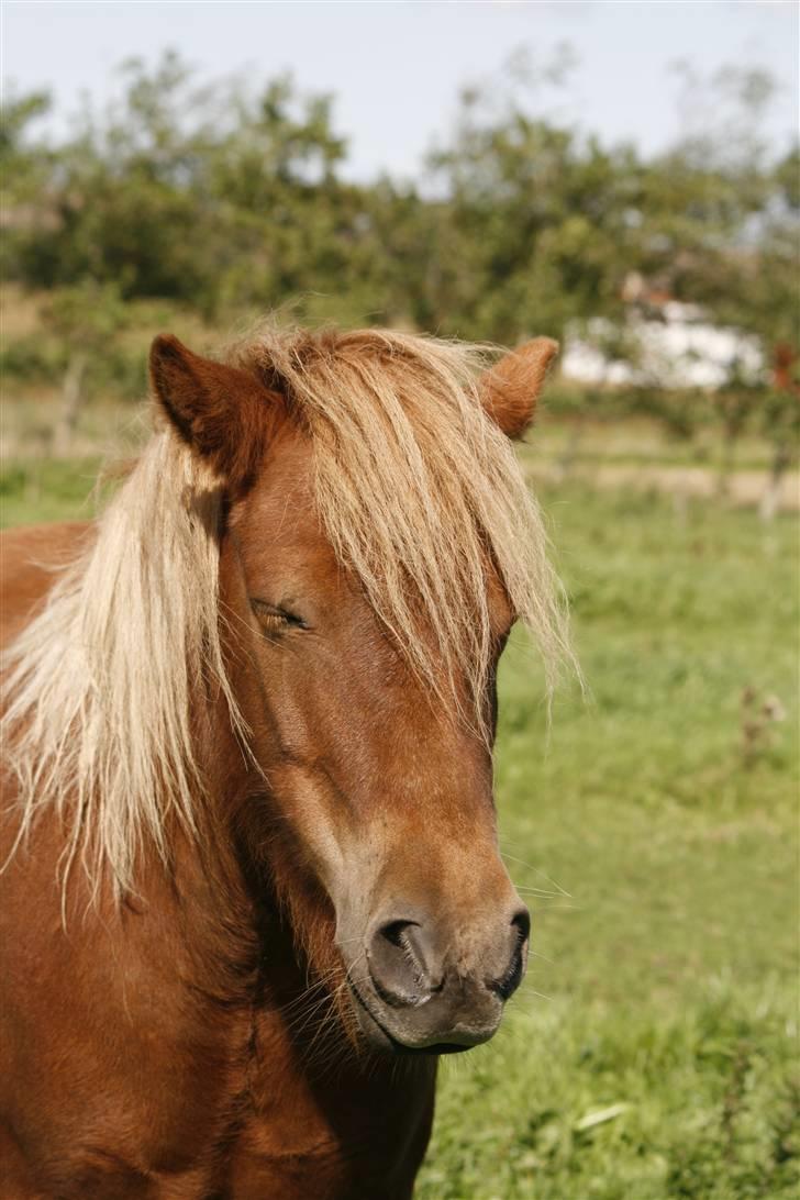 Shetlænder Pisling - Det er hårdt at være lækker billede 5
