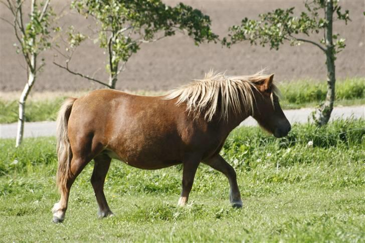 Shetlænder Pisling - Vi lister os afsted på tå... billede 6
