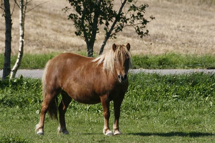 Shetlænder Pisling - Pis! De så mig! billede 7