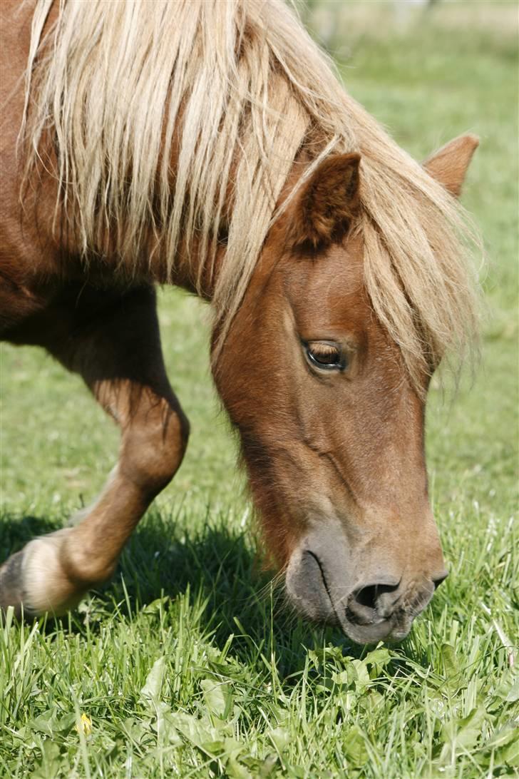 Shetlænder Pisling - Hvis nu jeg spiser græs, så ligger de sikkert ikke mærke til mig billede 8