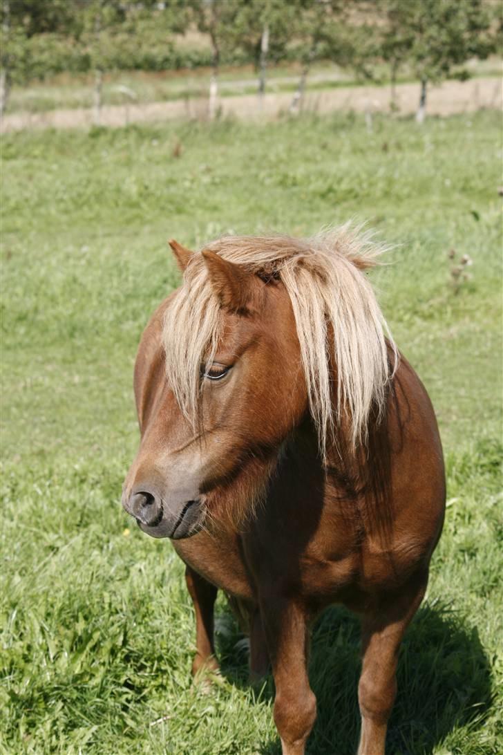 Shetlænder Pisling - Hmm... billede 9