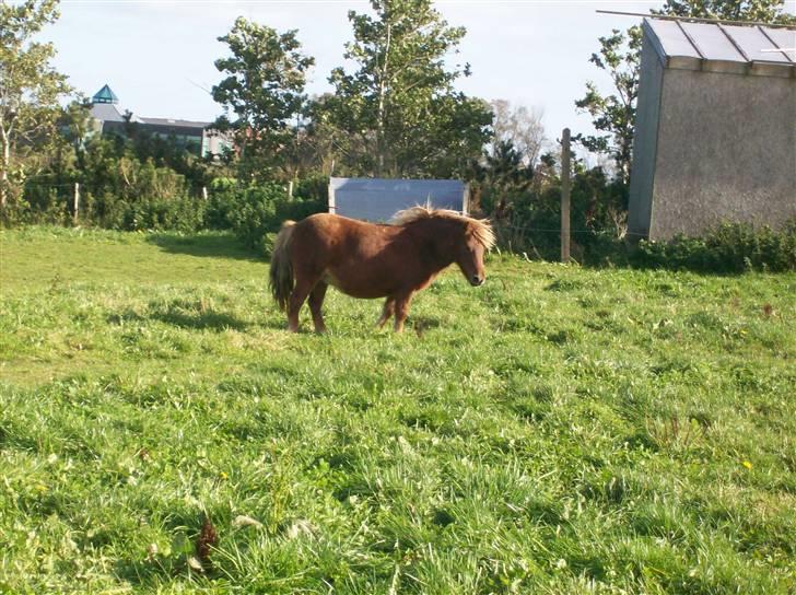 Shetlænder Pisling - Haha, jeg fik dem rystet af mig! billede 10