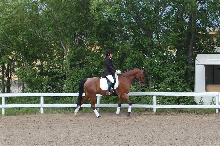 Anden særlig race Kasmir <3 charmetrolden billede 13