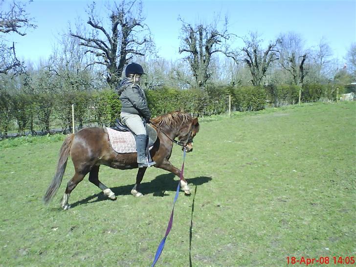 Anden særlig race enghøjs isabel* Solgt* - NYYT 19/4 08 billede 1