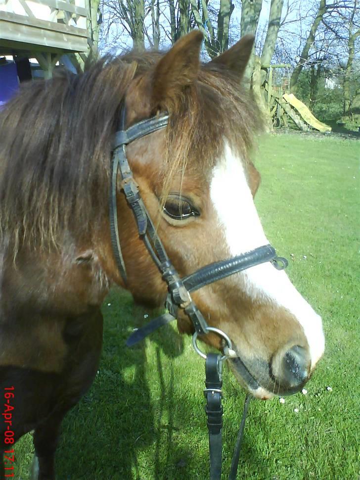 Anden særlig race enghøjs isabel* Solgt* - NYYT 19/4 08 billede 2