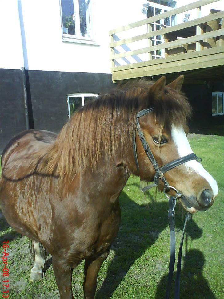 Anden særlig race enghøjs isabel* Solgt* - NYYT 19/4 08 billede 3