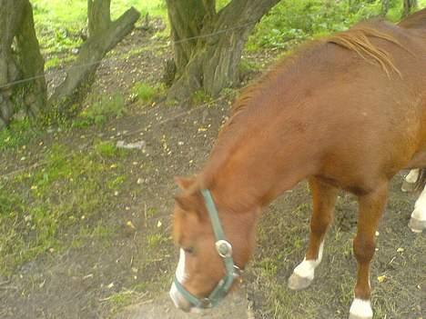 Anden særlig race enghøjs isabel* Solgt* billede 4