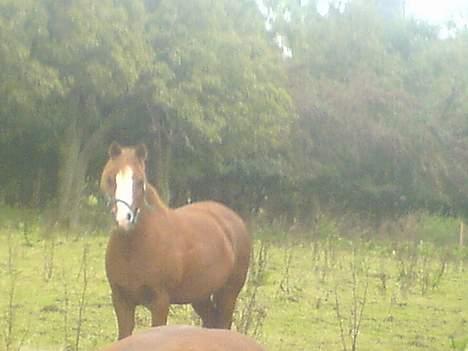 Anden særlig race enghøjs isabel* Solgt* billede 5