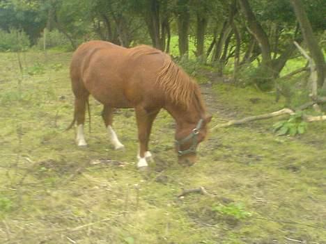 Anden særlig race enghøjs isabel* Solgt* billede 6