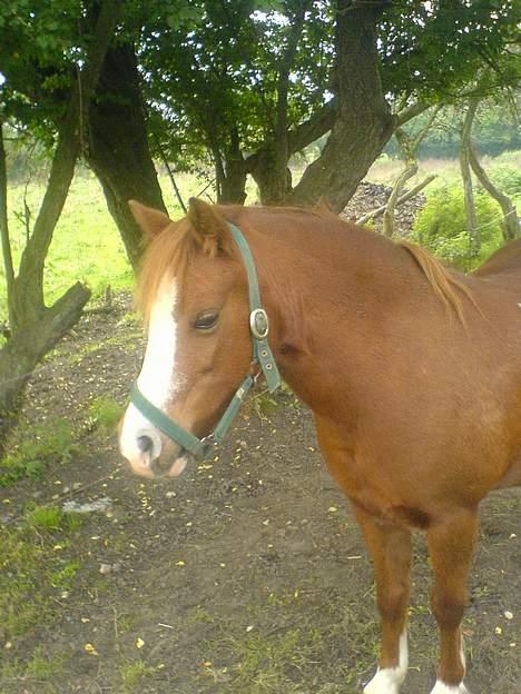 Anden særlig race enghøjs isabel* Solgt* billede 7