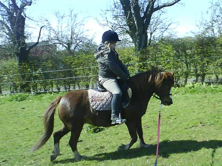 Anden særlig race enghøjs isabel* Solgt* - NYYT 19/4 08 billede 8