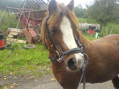 Anden særlig race enghøjs isabel* Solgt* billede 9