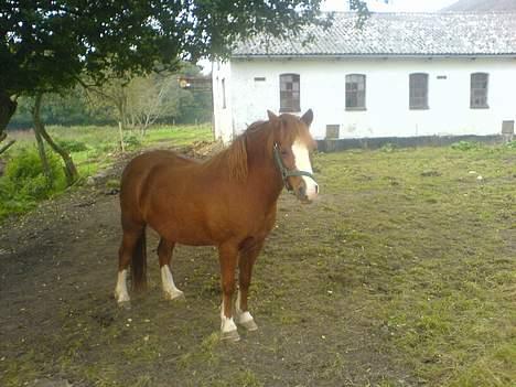 Anden særlig race enghøjs isabel* Solgt* billede 10