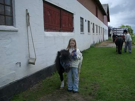 Shetlænder Blis *død* billede 1