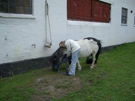 Shetlænder Blis *død* billede 2