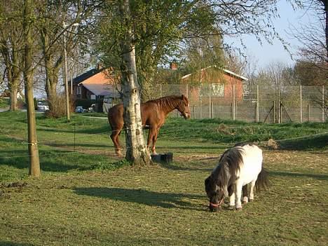 Shetlænder Blis *død* billede 3