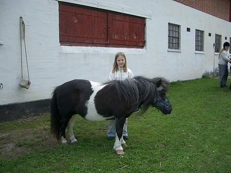 Shetlænder Blis *død* billede 4