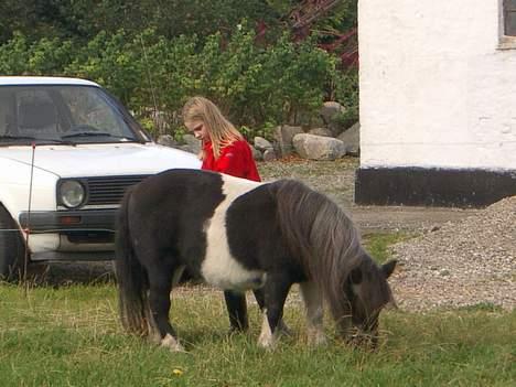 Shetlænder Blis *død* billede 5