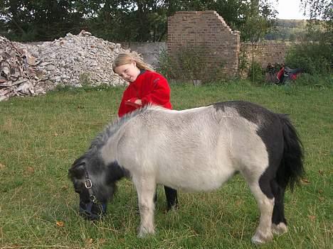 Shetlænder Blis *død* billede 6
