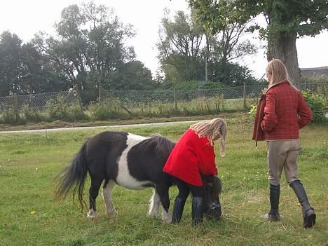 Shetlænder Blis *død* billede 7