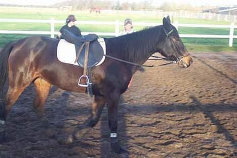 Traver Ginger magnum *'solgt** -  føj   sadel og hovdetøj  billede 2