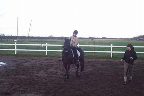 Traver Ginger magnum *'solgt** -  jaja  det er første gang hun rider på mig efter  hun fik mig  så jeg  må nok lige være lidt sød billede 3