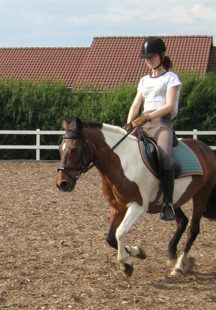 Anden særlig race | Charming lotte - øgning billede 8