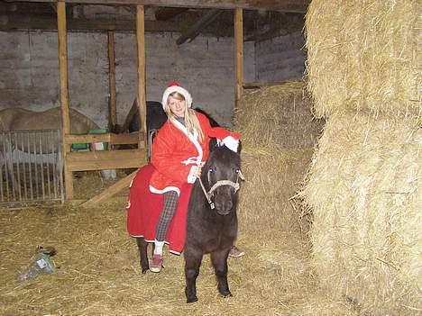 Shetlænder Sorte<3 - Sorte & jeg i julestemning<333333333 foto: Far billede 18