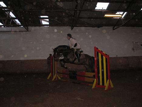 Trakehner Goldenas ( SOLGT)- R.I.P. - se! Jeg kan springe.    Fotograf: Line W <3  billede 18