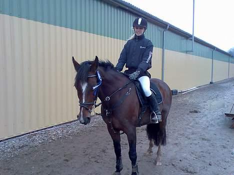 New Forest Shadow - Til stævne, Faaborg. 3/12-06. 2. plads LB eller LA? ihvert fald. Var han mega flyvende! billede 13