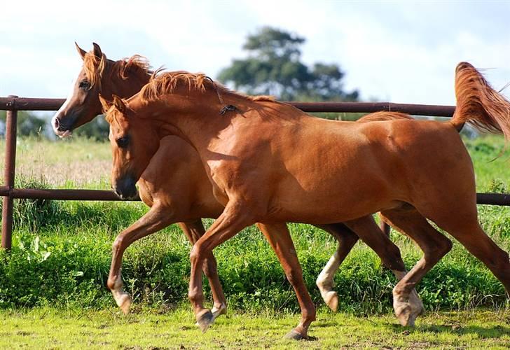 Arabisk fuldblod (OX) Til MINDE om Vindens Sang ox - Is og Vind´s sidste billeder sammen billede 17