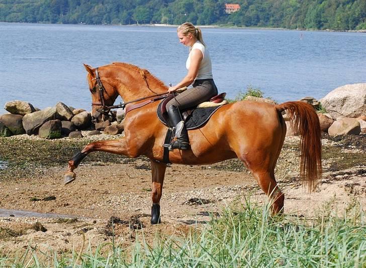 Arabisk fuldblod (OX) Til MINDE om Vindens Sang ox - Spanske skridt. billede 20