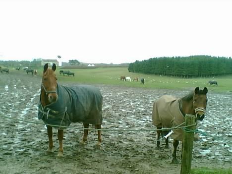 Frederiksborg Aramis. SOLGT. - Aramis & Blue Bell. Min drømmehest & drømme pony. INGEN kan ersatte jer to! <3 billede 16