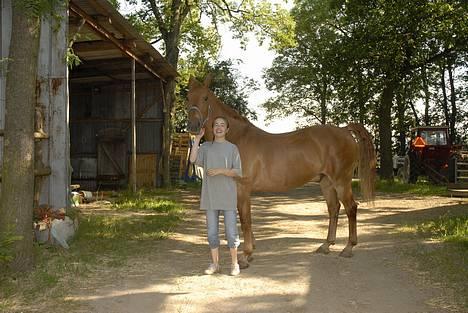 Frederiksborg Aramis. SOLGT. - Til rytterlejr på Lindegaardens rideklub, da jeg næsten lige havde fået ham :-) billede 17