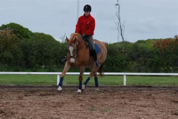 Hannoveraner | Hougaards Morgan - Foto : L. Lildals 5/05-09 billede 9