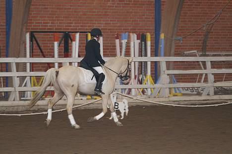 Palomino Spooky ( lånt ud ) - Til stævne! billede 2