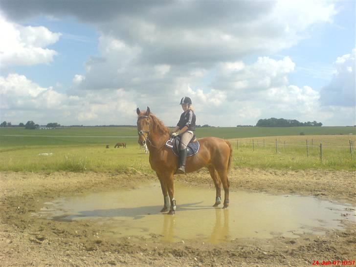 Frederiksborg Aramis. SOLGT. - 24. Juni 2007. Aramis og Melissa. billede 19