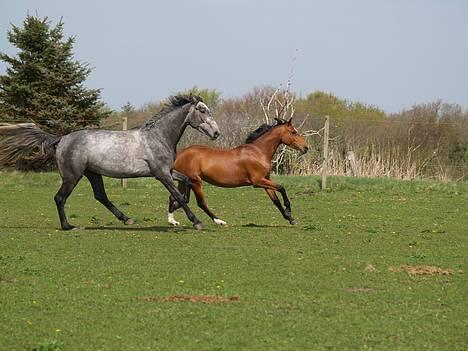 Dansk Varmblod Cor-z Casiz *solgt* - Min musse og hendes BEDSTE ven/mor Felantine, som er min søsters pony.. 25/4-07 billede 20