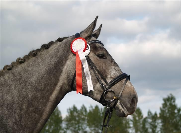 Dansk Varmblod Cor-z Casiz *solgt* - Den flotte i profil.. 6/10-07 /foto: søs billede 4