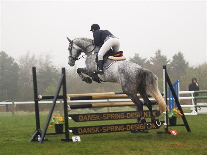 Dansk Varmblod Cor-z Casiz *solgt* - Vores første LA, Ringkøbing  30/4-10 /foto: randi billede 7