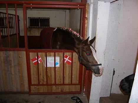 Anden særlig race O'Malley - aflivet :/ - Den smukke Malle, da han fik nyt hjem.. <33 billede 19