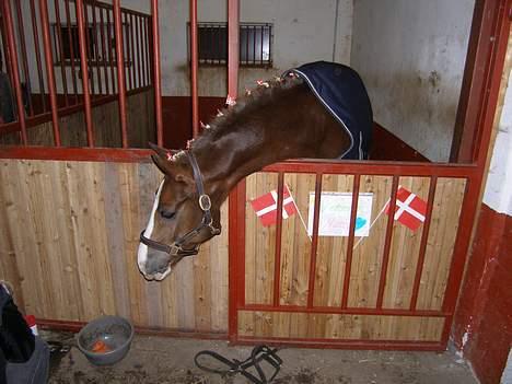 Anden særlig race O'Malley - aflivet :/ - Malle i hans nye boks.. :) billede 20