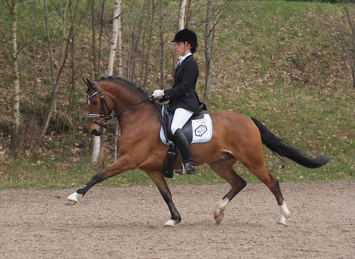 Anden særlig race Bram - SOLGT :´( - Viborg distrik stævne d. 17. april 2010 (:  Jeg elsker den pony så ubeskrivligt højt! <3 billede 1