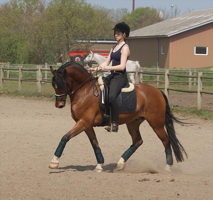 Anden særlig race Bram - SOLGT :´( - 2. maj 2009 - Hjemme på banen hvor vi får undervisning ved Gunilla :o) billede 3