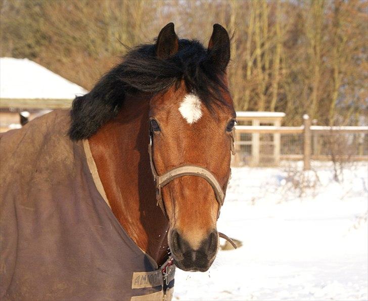 Anden særlig race Bram - SOLGT :´( - 29. Nov 2010 - Smukke Bram på fold <3 billede 14