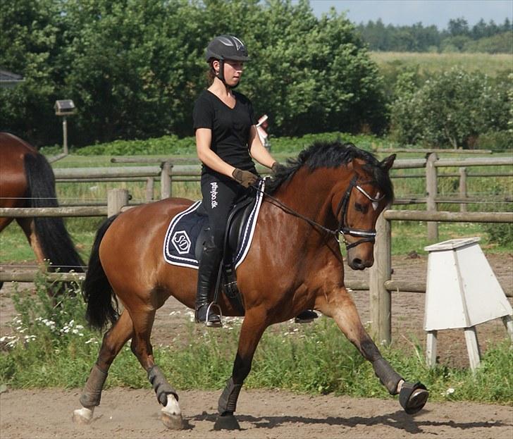 Anden særlig race Bram - SOLGT :´( - Træning d. 11. juli 2010 (: billede 17