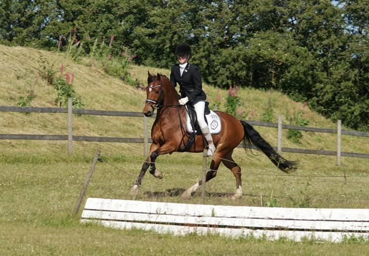 Anden særlig race Bram - SOLGT :´( - 14. juni 2009 - Lige lidt galop på springbanen efter nogle rigtig fine runder til stævne i Løgstrup.. billede 20