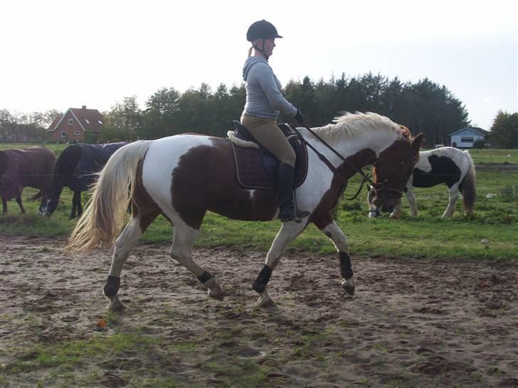 Anden særlig race Casandra af Lundegaardsve - nyt billede 16