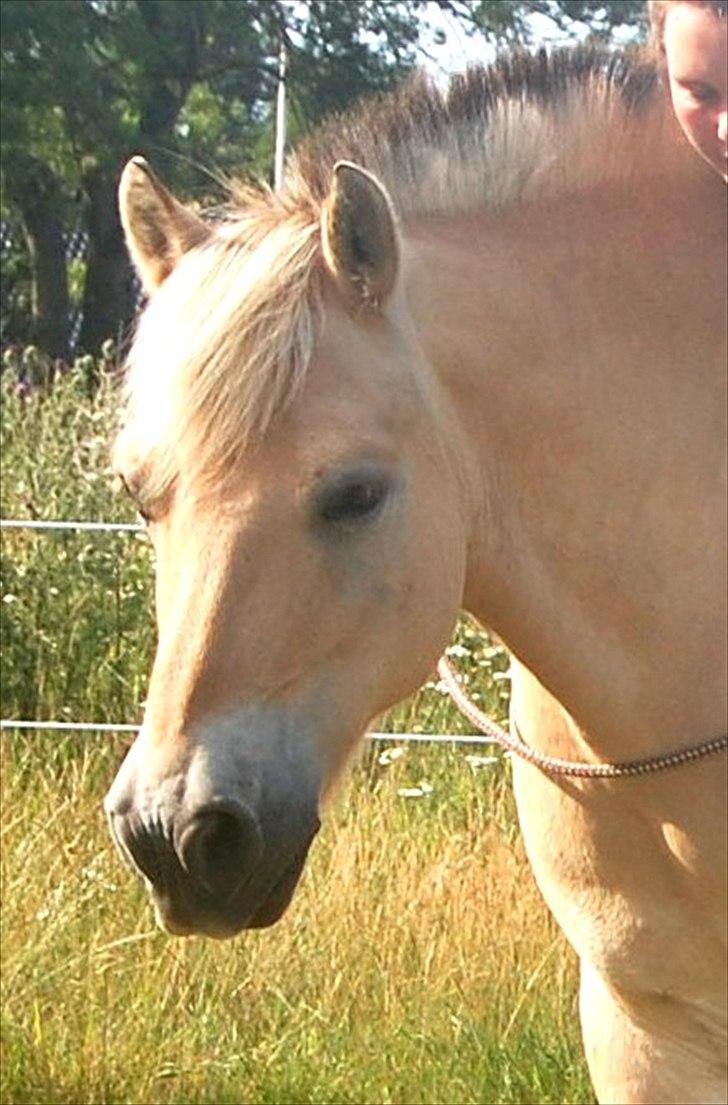 Fjordhest Coco - Min smukke Coco billede 1